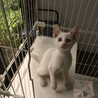 募集一時停止　真っ白猫☆甘えん坊男子　白竜くん サムネイル5