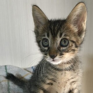 募集停止ちびキジトラ★男の子　雷蔵