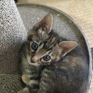 募集一時停止稲妻☆キジトラ女子　いかずちちゃん