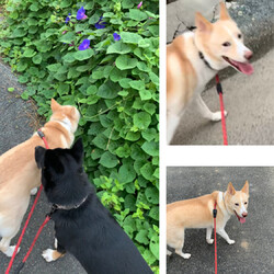 「に、逃げられた?!」サムネイル3