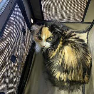 長毛三毛メスとサビのメスの姉妹です