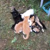三毛猫の子猫　８／１生まれです サムネイル5