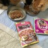 三毛猫の子猫　８／１生まれです サムネイル6