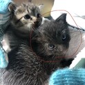 親猫が二匹とも迎えにきました。
