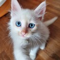 長毛ホワイトブルーオメメの美猫ちゃん
