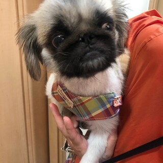 点心ちゃん　ペキニーズ　5歳　女の子