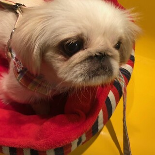 才華ちゃん　ペキニーズ　5歳　女の子