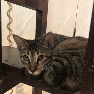 生後約7ヶ月キジの女の子