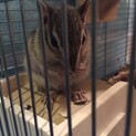 シマリス(男の子3ヶ月)里親様募集してます