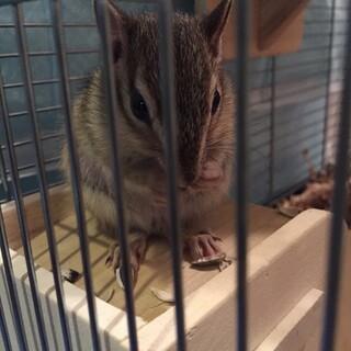 シマリス(男の子3ヶ月)里親様募集してます