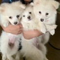 ポメラニアン✖️コーギー　白ふわふわ