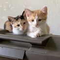 生後半年くらいの兄妹猫ちゃん