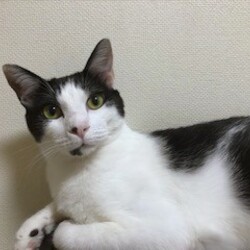 猫の譲渡会　in　名古屋市瑞穂区生涯学習センター サムネイル3
