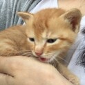 子猫ちゃんの里親募集してます