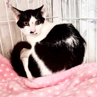 9/27水道橋★ももよちゃん★凛々しいお顔