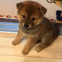 あんこ