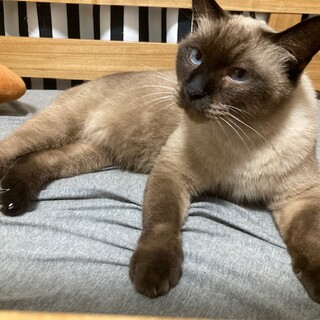 たぬさん　３〜4歳のくらいの男の子