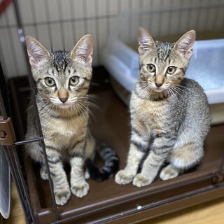 可愛い兄妹【9/26、9/27ミニ譲渡会】