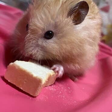 お誕生日プレゼントに食パンのお菓子を！大喜びでした！
