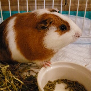 ⭐決定⭐保護モルモット♂️　M80　彗くん