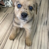 自宅で産まれたミックス犬です