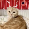 スコティッシュフォールドのシンバくん サムネイル2