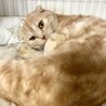 スコティッシュフォールドのシンバくん サムネイル3