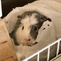 急募！生後10カ月のモルモット、ユキちゃん♡オス