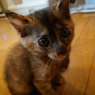 天使の寝顔ニケちゃん8/15生まれ(仮)