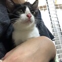 久留米市/はちわれ♀