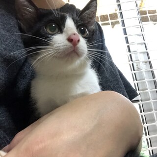 久留米市/はちわれ♀