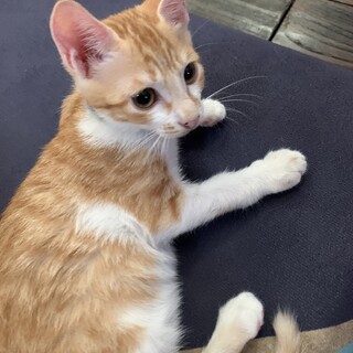 穏やかな茶白の帝くん