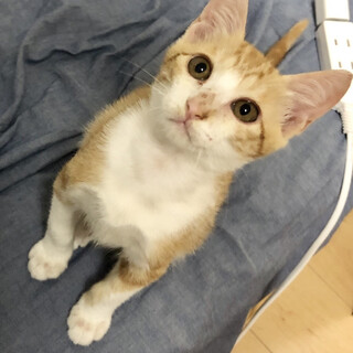 久留米市/茶白♂