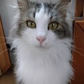 穏やかで人が大好きな甘えん坊　2歳の兄妹