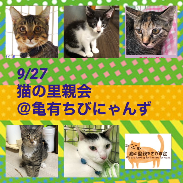 猫の里親会 亀有ちびにゃんず 猫の里親をさがす会のイベント 10599 ペットのおうち 月間利用者150万人