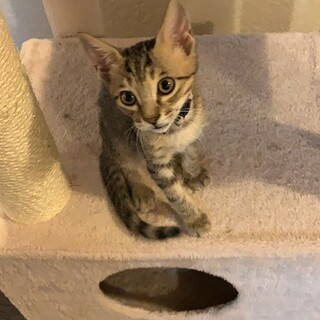 よつごのキジトラ    甘えっ子天くん