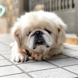 全盲のペキニーズ