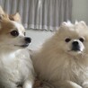 わたまる大好き