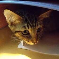 うめ里親決まりました！