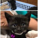 【静岡県磐田市】生後1ヶ月黒猫キキ＆ララちゃん
