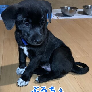 ありがとうございます里親様決定しました！