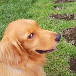 てんちゃんとまたテント