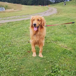 「てんちゃんとまたテント」サムネイル2