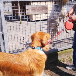 「てんちゃんとまたテント」サムネイル3