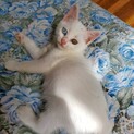オッドアイの美猫ちゃん