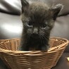 【交渉中】生後１ヵ月程度の子猫(=^x^=) サムネイル2