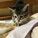 子猫の引き取り募集