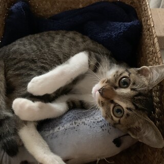 こぼれそうな大きなお目目が魅力　キジシロ(3か月)