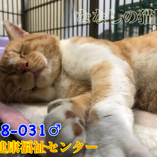 里親様決定☆人馴れ抜群！茶白猫 迷い猫 031