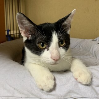 ハチくん4ヶ月齢 懐こくてやんちゃな子抱っこも可